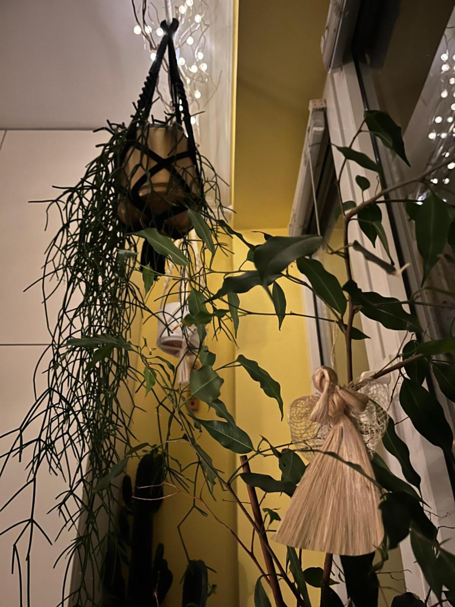 Greenthumb Praska Krakov Exteriér fotografie